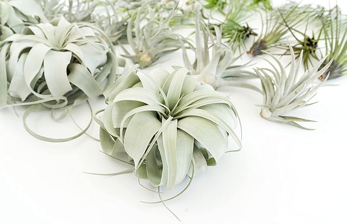 48 Air Plant Variety Pack - Live Tillandsia Succulent House Plants - Wholesale and Bulk - Home and Garden Decor - Easy Care Indoor and Outdoor Plants
