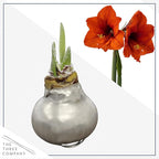 Waxed Amaryllis Bulb 2-Pack – Silver Wax with Red Blooms – Live Holiday Gift Plant, Easy Care, No Watering Needed