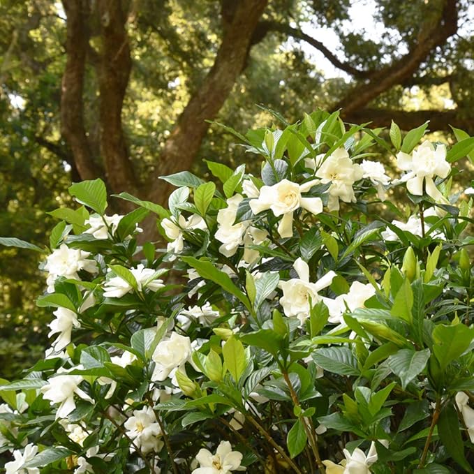 Perfect Plants August Beauty Gardenia Live Plant, 3 Gallon Pot