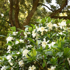 Perfect Plants August Beauty Gardenia Live Plant, 3 Gallon Pot