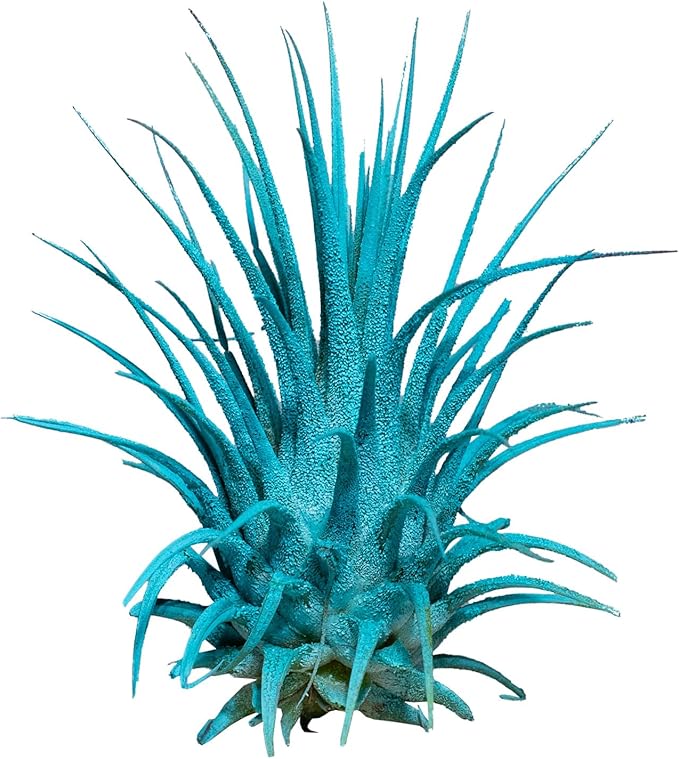 Air Plants - Tillandsia Ionantha - Organically Enhanced Color - Live Arrival Guaranteed - House Plants for Home Decor & Gift (Turquoise 3pk)