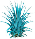 Air Plants - Tillandsia Ionantha - Organically Enhanced Color - Live Arrival Guaranteed - House Plants for Home Decor & Gift (Turquoise 1pk)