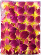 Miami Fresh Orchid Flower OrchidClub USA Sunne Tropical Loose Bloom DIY Lei Food Drink Decoration (50 YELLOW)