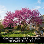 2 Eastern Redbud Tree (Cercis Canadensis) Live Plant – Brilliant Pink Spring Blooms, Hardy Ornamental Flowering Tree, Perfect for Landscapes, Yards & Gardens (2 Live Trees)