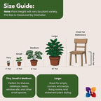 United Nursery ZZ Plant Live 22–27 inches Tall in 10 inch Plant Pot, Large Indoor House Plant, Low Light Drought Tolerant Floor Plant for Home and Office