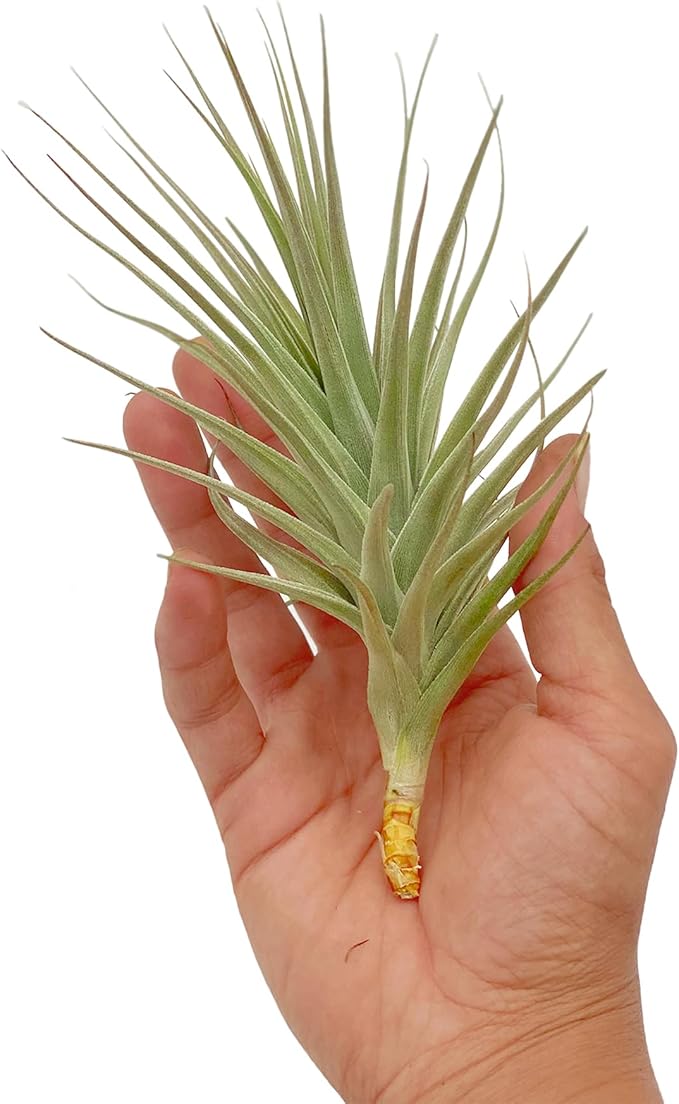 ragnaroc Air Plants - Flowering Tillandsia Lilla Lilac, Large 5" - 3ct - Live Arrival Guaranteed - House Plants for Home Decor & Gift