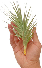 ragnaroc Air Plants - Flowering Tillandsia Lilla Lilac, Large 5" - 3ct - Live Arrival Guaranteed - House Plants for Home Decor & Gift