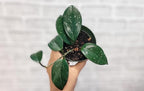 Hoya Verticillata 'Acuta' Live Rare Exotic Tropical Indoor Houseplants in 4 Inch Pot, Ideal Live Indoor Plants for Home or Office Decoration, Housewarming Gift by 3exoticgreen