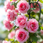 500+ Perennial Climbing Rose for Planting Bush Vine Climber Fragrant Butterfly Rare Non-GMO Heirloom Flower Seed Outdoor Garden