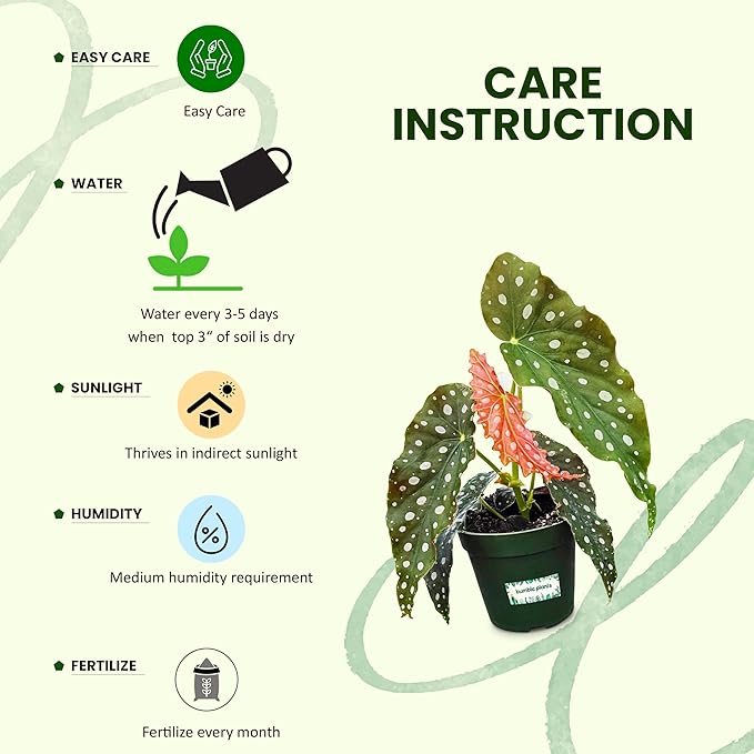 Bumble Plants Begonia Maculata Live Plant [Winter Thermal Packaging Included] | Polka Dot Angel Wing Indoor Plant | Air-Purifying Benefits, and Easy Care Houseplant | Low Light Indoor Plants
