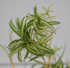 Bonnie Curly Spider Plant - 6'' Pot Fully Grown with Babies in Sunny Kansas