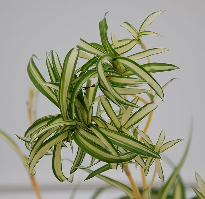 Bonnie Curly Spider Plant - 6'' Pot Fully Grown with Babies in Sunny Kansas