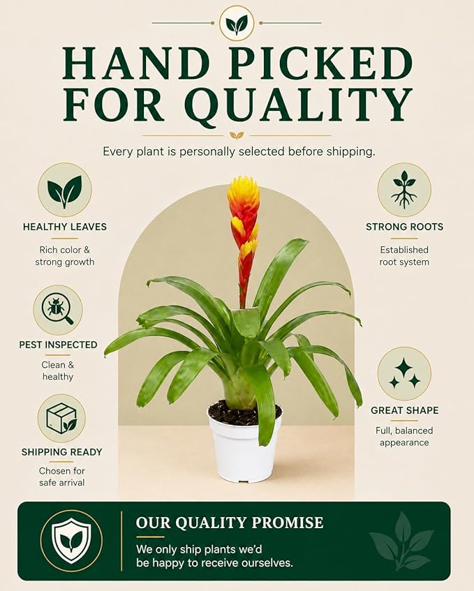 Bromeliad Tosca Live Plant with Flower, Bromeliads Live Plant, Flowering Indoor Plants, Perfect Mothers Day Plants Gift, Colorful Live Plants