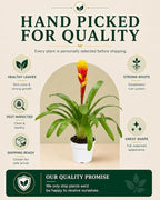 Bromeliad Tosca Live Plant with Flower, Bromeliads Live Plant, Flowering Indoor Plants, Perfect Mothers Day Plants Gift, Colorful Live Plants