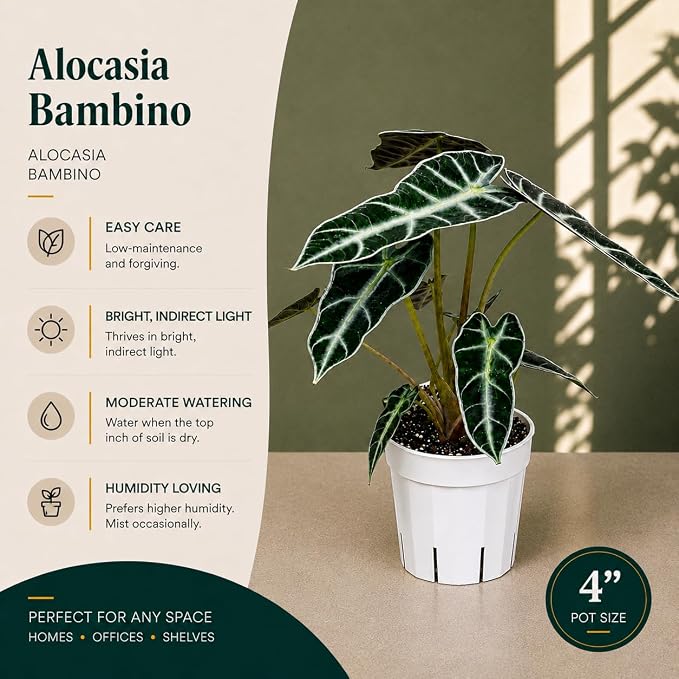 Alocasia Bambino Live Plant, Indoor Houseplant, Natural Air Purifier Plants, Alocasia Plants Live Houseplants for Indoor Spaces