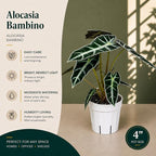 Alocasia Bambino Live Plant, Indoor Houseplant, Natural Air Purifier Plants, Alocasia Plants Live Houseplants for Indoor Spaces