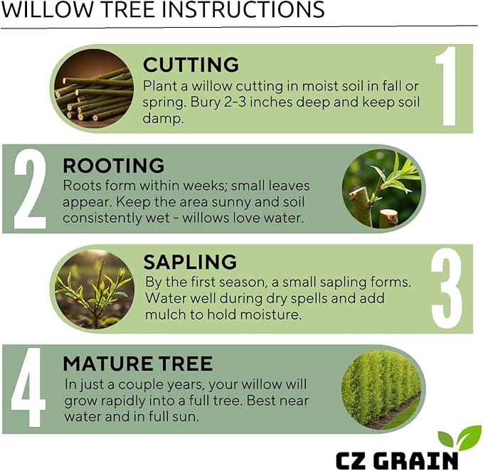 Abby’s Willow Bonsai Forest – 5 Willow Cuttings – Easy-to-Grow, Miniature Trees for Indoor or Outdoor Gardens