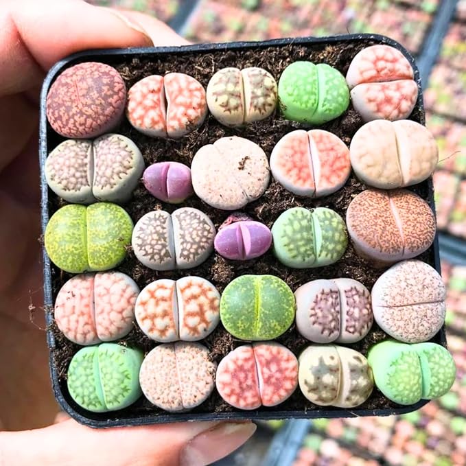 20 Pack Assorted Lithop Live Plants, Rare Living Stone Succulents Plants Live for Indoor Gardens, Lithops Seedlings