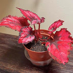Begonia Live Plant, Begonias Live Plant, Rare Begonias Plants, 5-7 Inches in Height for Indoor Houseplant (Red Begonia)