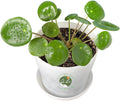 Dr. Lu’s Organic Chinese Money Plant (Pilea Peperomioides) | Rooted Friendship/UFO Plant | Rare House Plants for Good Fortune | Live Plants in 4'' Nursery Pot