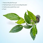 SubstrateSource Anubias Live Aquarium Plants - Potted Freshwater Plant for Fish Tanks, Terrariums - Beginner Friendly Low Light (Heterophylla, Mother Plant)