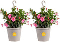 Costa Farms Premium Flowering Mandevilla Hanging Basket Live Outdoor Plant, 20-Inches Tall, Grower Choice Flowers, 1.5-GAL, 2-Pack