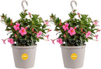 Costa Farms Premium Flowering Mandevilla Hanging Basket Live Outdoor Plant, 20-Inches Tall, Grower Choice Flowers, 1.5-GAL, 2-Pack
