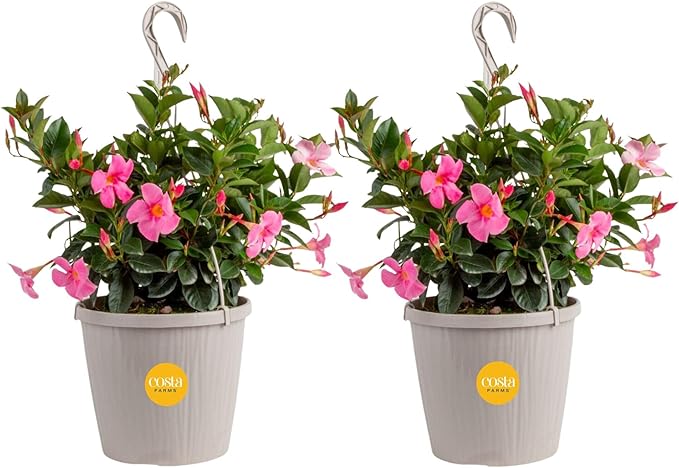 Costa Farms Premium Flowering Mandevilla Hanging Basket Live Outdoor Plant, 20-Inches Tall, Grower Choice Flowers, 1.5-GAL, 2-Pack