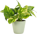 Thorsen's Greenhouse Golden Pothos, Live Indoor Vining Plant, Easy to Grow, Variegated Houseplant, Natural Air Purifier (Sage, 4-inch Pot)