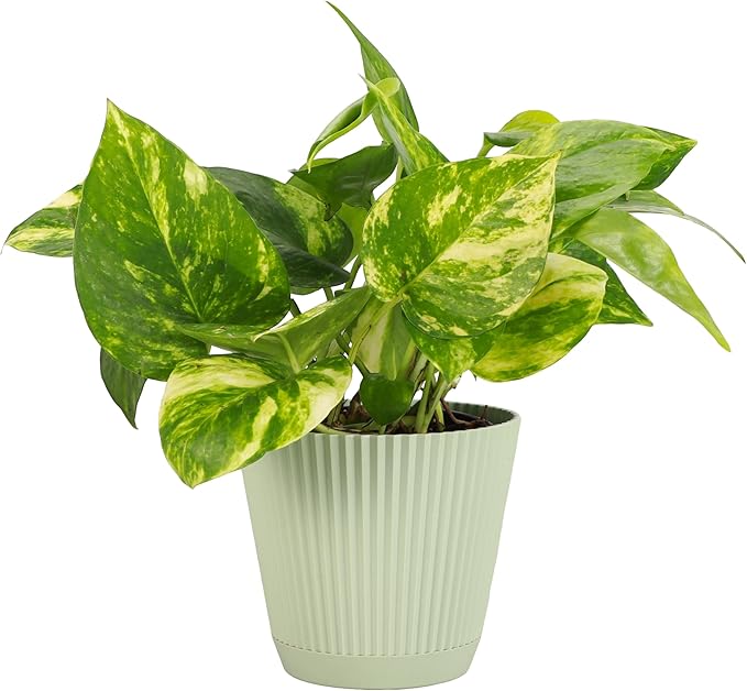 Thorsen's Greenhouse Golden Pothos, Live Indoor Vining Plant, Easy to Grow, Variegated Houseplant, Natural Air Purifier (Sage, 4-inch Pot)