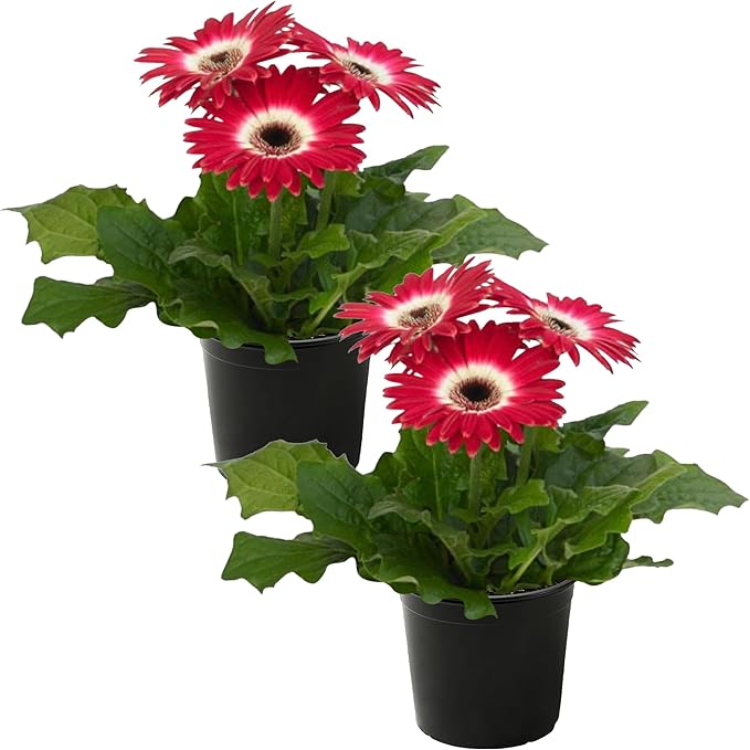Live Flowering Gerbera Daisies - Rose and White Bicolor (2 Plants Per Pack), Beautiful Spring Flowers, 12" Tall by 5" Wide in 1 Qt Pot