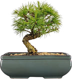 Set of 2 Green Glazed Ceramic Bonsai Pots, 9.8" & 7.4" Shallow Bonsai Pots Planters with Drainage for Indoor/Outdoor Plants, Rectangular Bonzie Tree Pot for Succulents, Cacti, Orchids, Herbs, Flowers