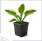 Live Perennial Hosta - Yellow Polka Dot Bikini (3 Plants Per Pack) Beautiful Accent Plant, 10" Tall by 4" Wide in 1 Qt Pot