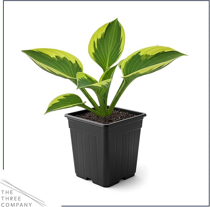Live Perennial Hosta - Yellow Polka Dot Bikini (3 Plants Per Pack) Beautiful Accent Plant, 10" Tall by 4" Wide in 1 Qt Pot