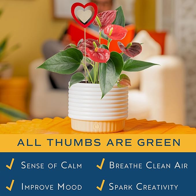 Costa Farms Anthurium, Flamingo Flower Live Plant in Decorative Pot, Air Purifying Flowering Indoor Houseplant, Home, Room, or Office Decor, House Warming or Birthday Gift, 10-14 Inches Tall