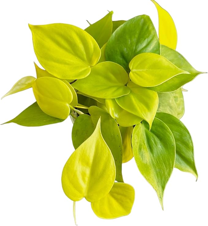 Hopewind Plnats Shop - Philodendron hederaceum Neon Cordatum, Rare Variety, Easy to Care Live Indoor Plant, 4 inch Pot