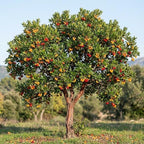 15+ Strawberry Tree Seeds (Arbutus unedo) – Exotic Fruit & Ornamental Evergreen Tree, Rare Flowering Madrone Seeds for Planting – by Jocadew