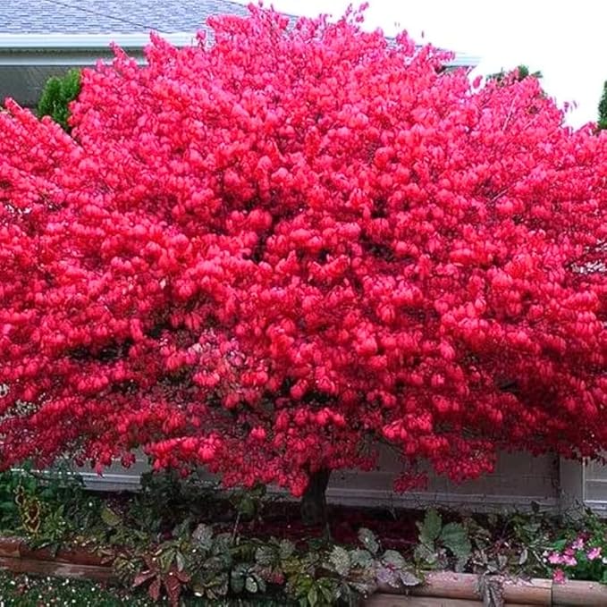 Red Burning Bush Shrub Live Plant, Dwarf Burning Bush Plant in Quart Pot, 6 to 10 Inches Height, Hardy Ornamental Shrubs for Outdoor Planting
