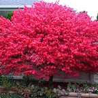 Red Burning Bush Shrub Live Plant, Dwarf Burning Bush Plant in Quart Pot, 6 to 10 Inches Height, Hardy Ornamental Shrubs for Outdoor Planting