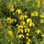 Clematis Vine Plant, Clematis Vine Plants Live in 2.5 Inch Pot, Perennial Climbing Clematis Plants Live for Outdoor Garden (Yellow Flowers)