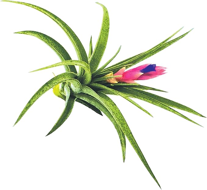 Air Plants - Flowering Tillandsia Aeranthos, Large 3-5" - 1ct - Live Arrival Guaranteed - House Plants for Home Decor & Gift