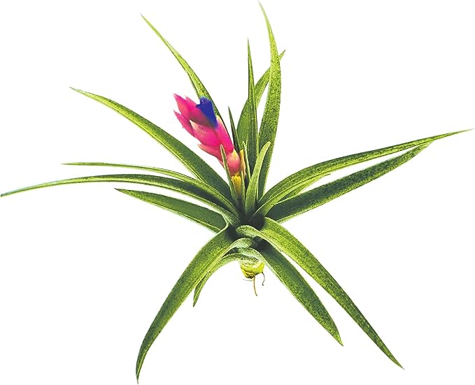 Air Plants - Flowering Tillandsia Aeranthos, Large 3-5" - 1ct - Live Arrival Guaranteed - House Plants for Home Decor & Gift