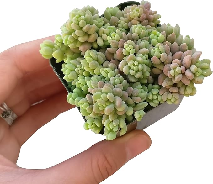 Sedum Minor Corsican Stonecrop - Live Succulent Plant, 2 Inch Plastic Pot, Tiny Blue Green Leaves, Easy to Care, Cold Hardy, Pet Friendly Outdoor Plant for Home Office Decoration