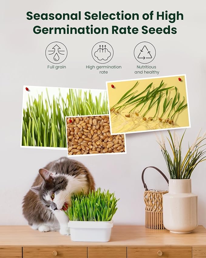 Cat Grass for Indoor Cats – 3 Pack Cat Grass Seeds, Non-GMO, High Germination | Grows in 3-7 Days, USA Harvested | Cat Grass Growing Kit for Hairball Care – Wheat Grass for Healthy Cats
