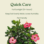 Hibiscus Bush Plant - Pink Flower - Overall Height 26" to 28" - Tropical Plants of Florida (Plant Only)