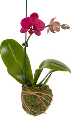 Better-GRO 19” Hanging Kokedama with Phalaenopsis Orchid – Indoor/Outdoor Planter- Pink