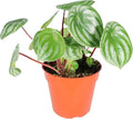 California Tropicals Watermelon Peperomia Plant - 4'' Unique Mini Houseplant - Easy Live Potted Plant for Small Indoor Spaces, Air Purifying - Tiny Garden Gem, Tropical Office Decor