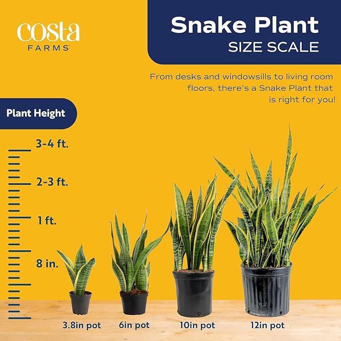 Costa Farms Snake Plant, Live Plants in Plastic Pots, Easy to Maintain, Air Purifying Indoor Succulent Houseplants, Assorted Variety, Home, Room, or Office Decor, Pack of 3, 8-12 Inches Tall
