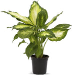 Live Dieffenbachia, Dumb Cane, Variegated Houseplant, Palm Tree Plant, Office Gift, Plant Lover Gift, Air Purification Plant, Sympathy Gift, Fully Rooted Plant in 4" Pot