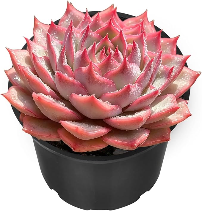 Sprout N Green Echeveria 'Pink Tips', Live Mini Succulent Plant Fully Rooted in 2in Pot, House Plant for Indoor Outdoor Home Office Wedding Decoration Party Favor, Pets Friendly, Easy to Care